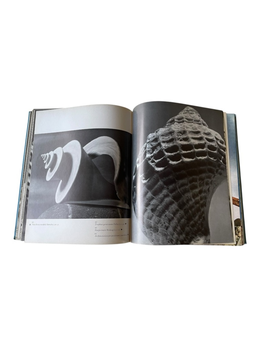 Vintage 1973 “Shells”Book Andreas Feininger & W. Emerson Viking Press- No DJ - Picture 8 of 9
